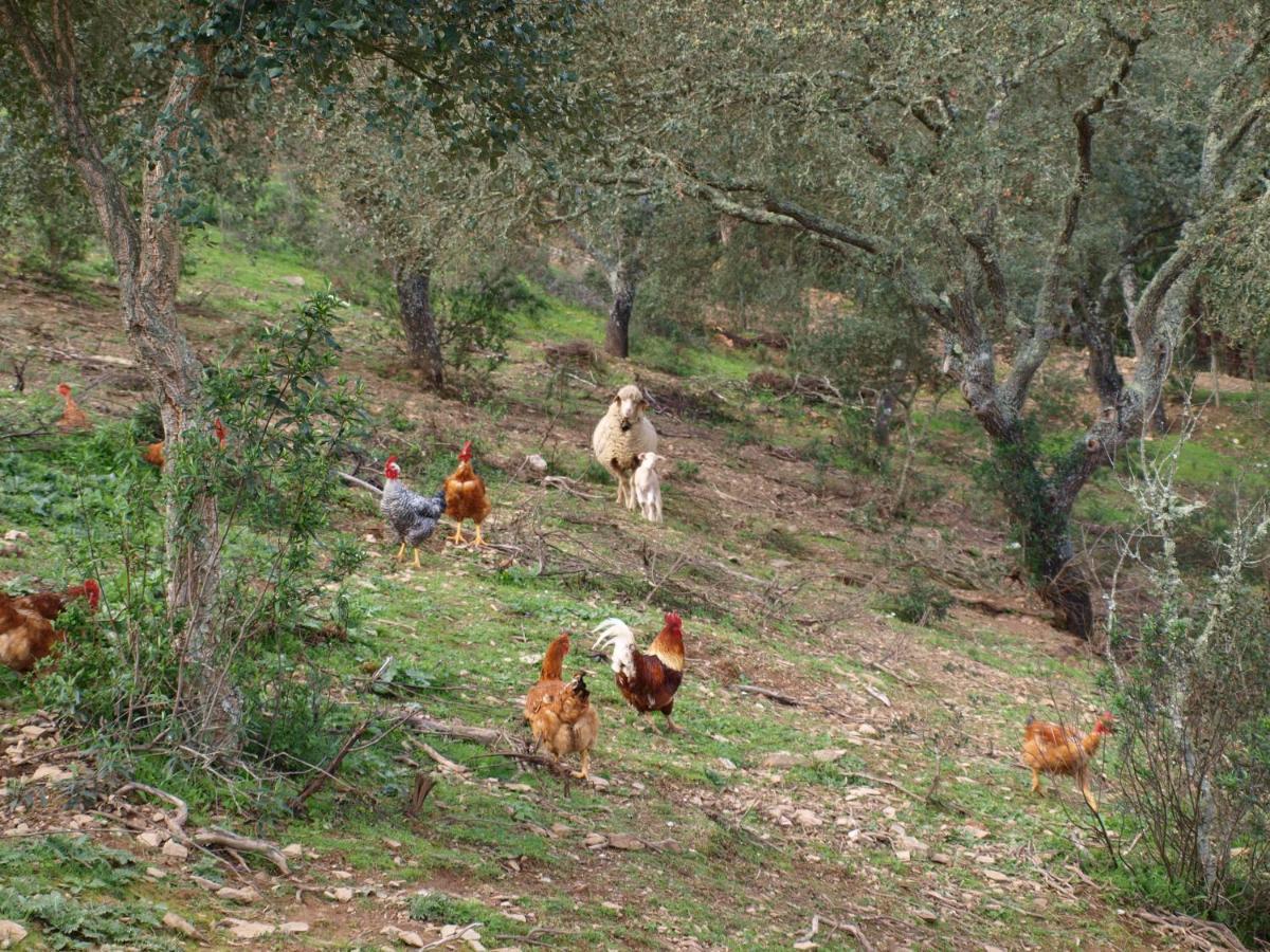 Herdade Dos Montes Bastos Santa Luzia  Εξωτερικό φωτογραφία