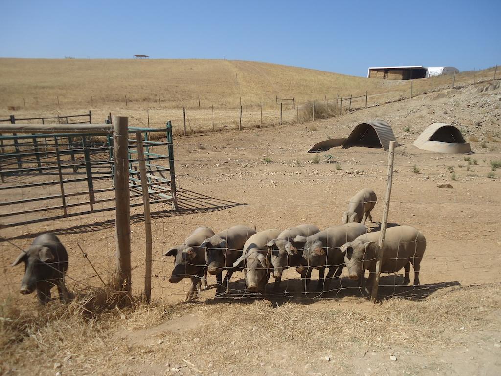 Herdade Dos Montes Bastos Santa Luzia  Εξωτερικό φωτογραφία